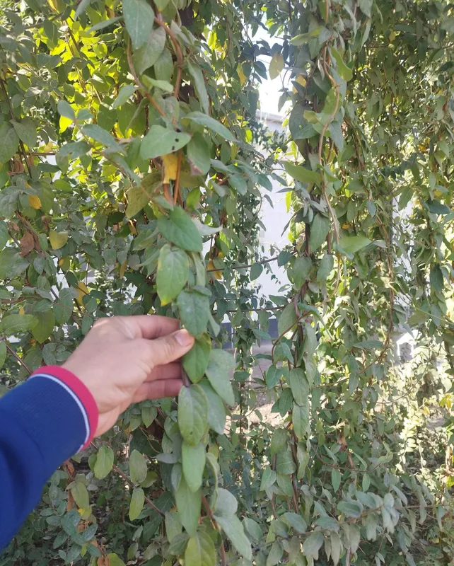 Райские цветы в продаже 2 Райские цветы в продаже 2