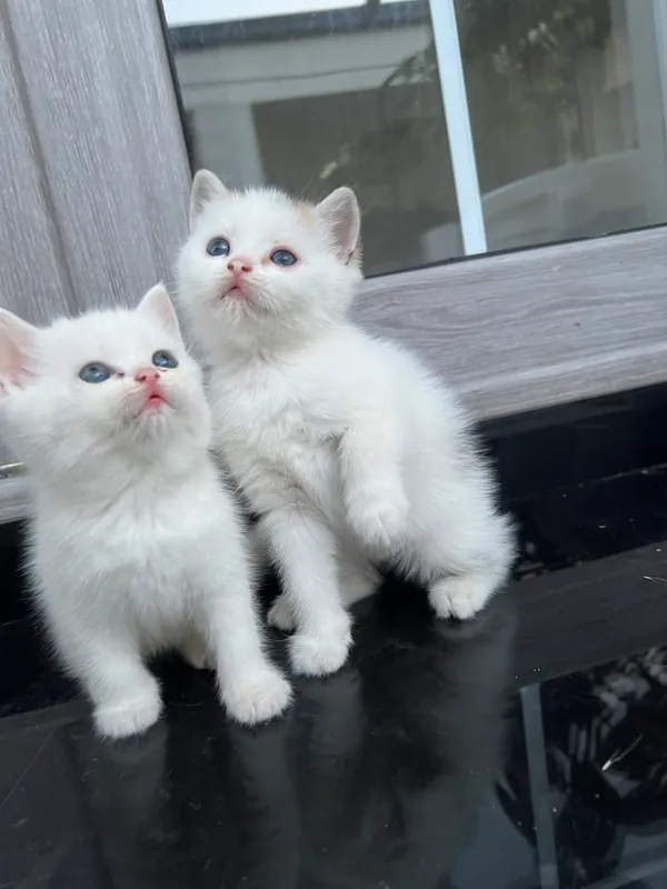 Кошка 1 Кошка 1