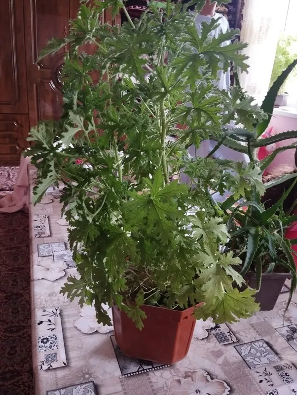 Pelargoniya xonaki gullar sotiladi — фото 3