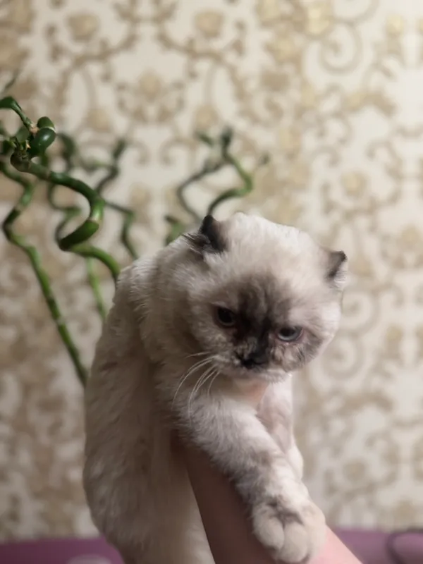 Кошка продается породистая — фото 1