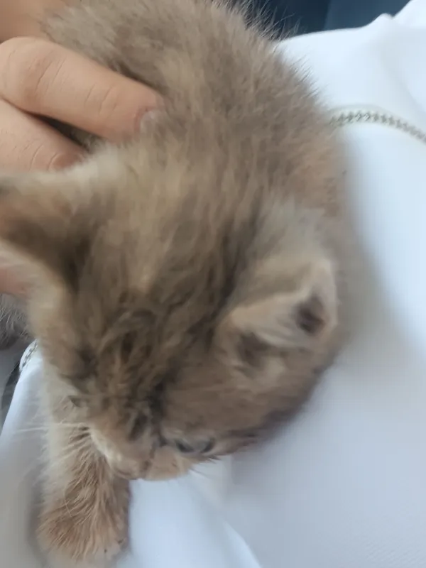 маленький котёнок 3