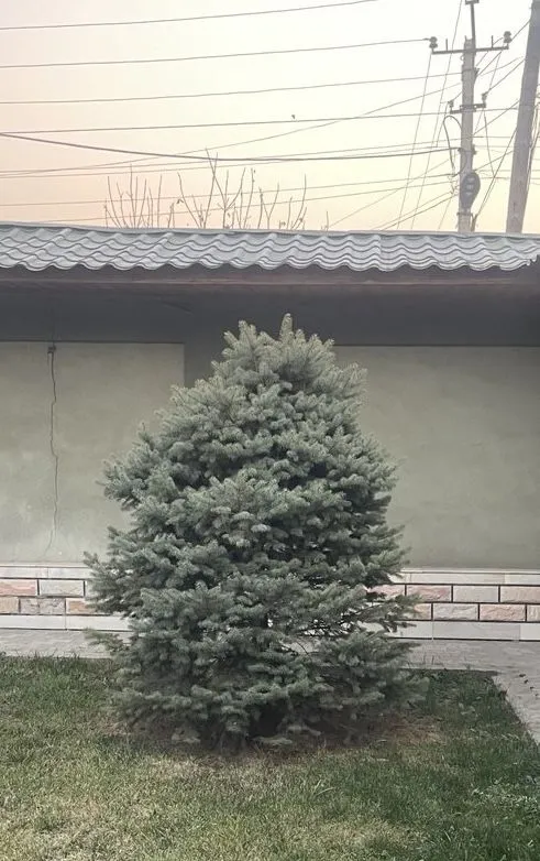 Голубые Ель, Арча живые 4-шт свои — фото 3