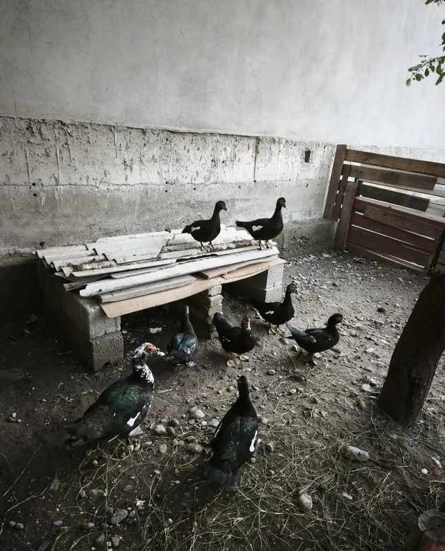 Продаются индюшки 7