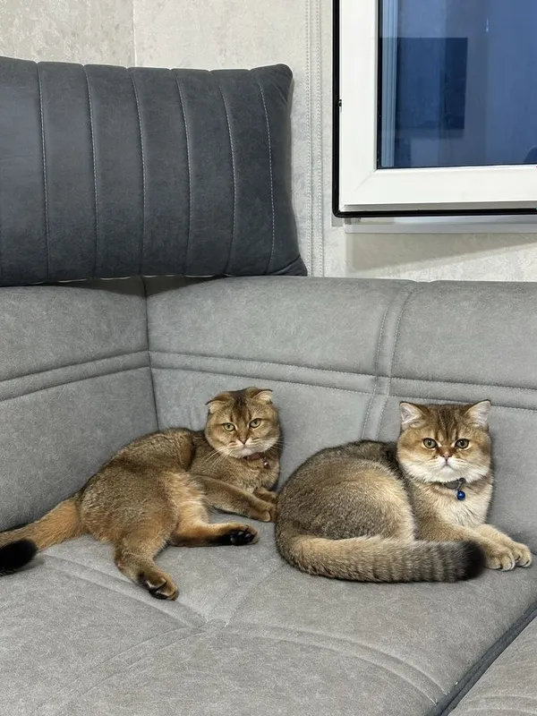 Вязка Кот Скотиш Страйт Золотая шиншила — фото 4