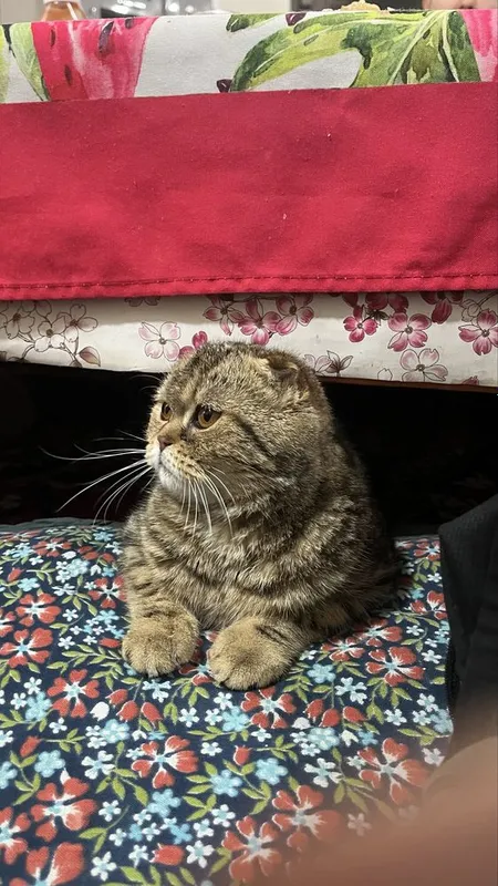 Gold mramor shinshilla scottish fold sotiladi 2 Gold mramor shinshilla scottish fold sotiladi 2
