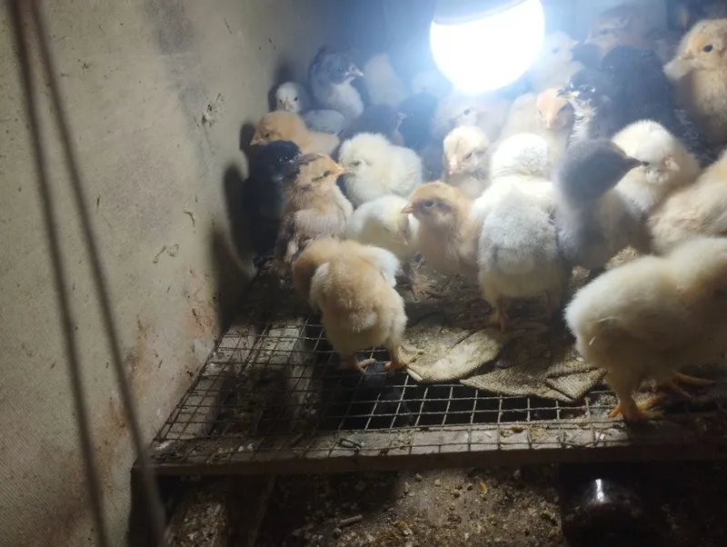 soglom jujalar katta va kechik soglom jujalar katta va kechik
