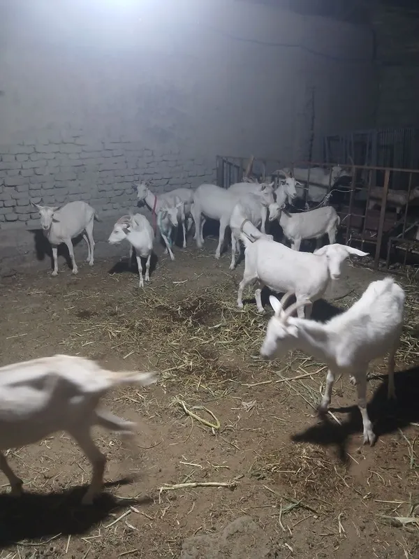 3 oylik takacha Sotiladi 6