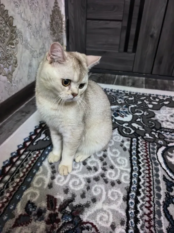 Shoshilinch Britan shinshillasi (British Shorthair) 6 Shoshilinch Britan shinshillasi (British Shorthair) 6