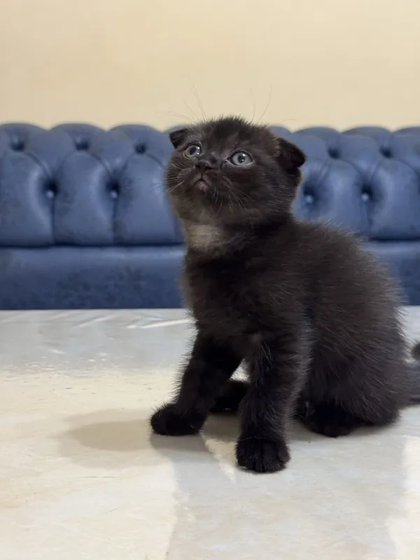 Шотландсике котята бесплатно 1 Шотландсике котята бесплатно 1