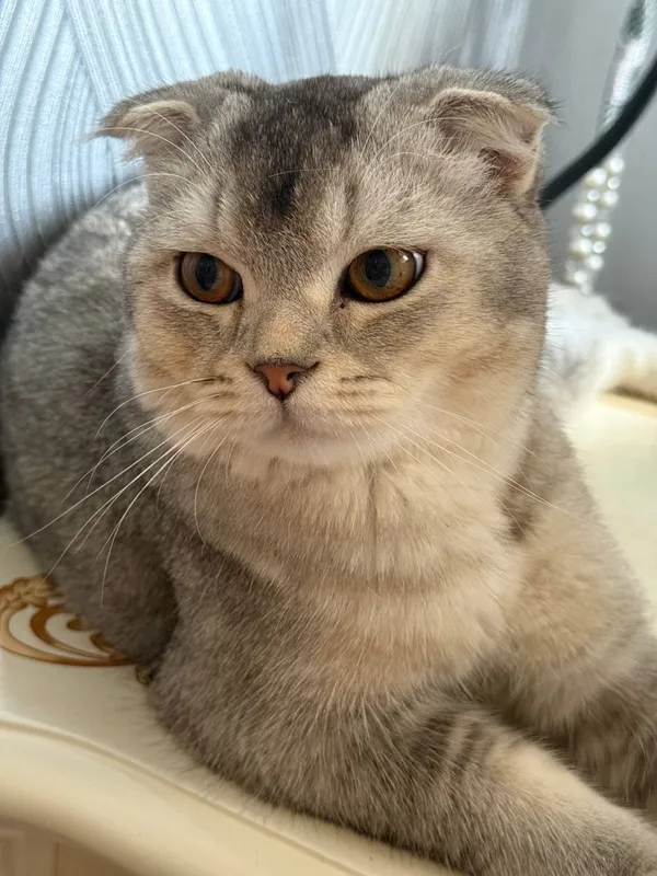 Scottish Fold zudlik bilan sotiladi 4 Scottish Fold zudlik bilan sotiladi 4