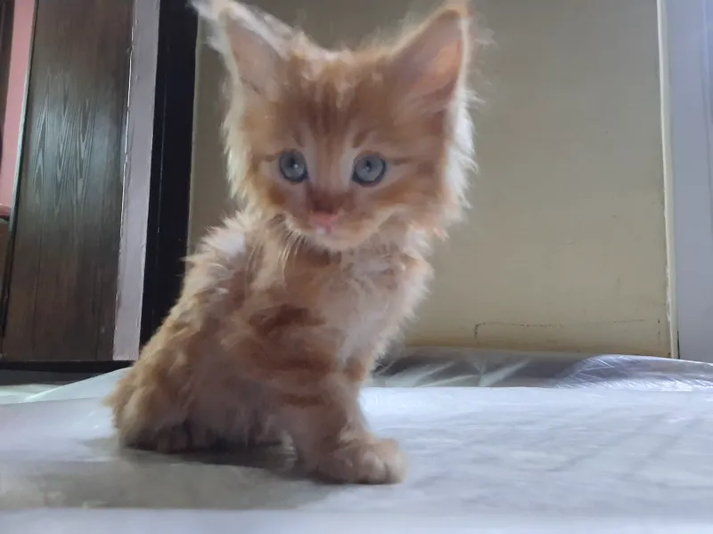 Maine Coon mushukcha sotiladi 2 yarm oylik o'g'il