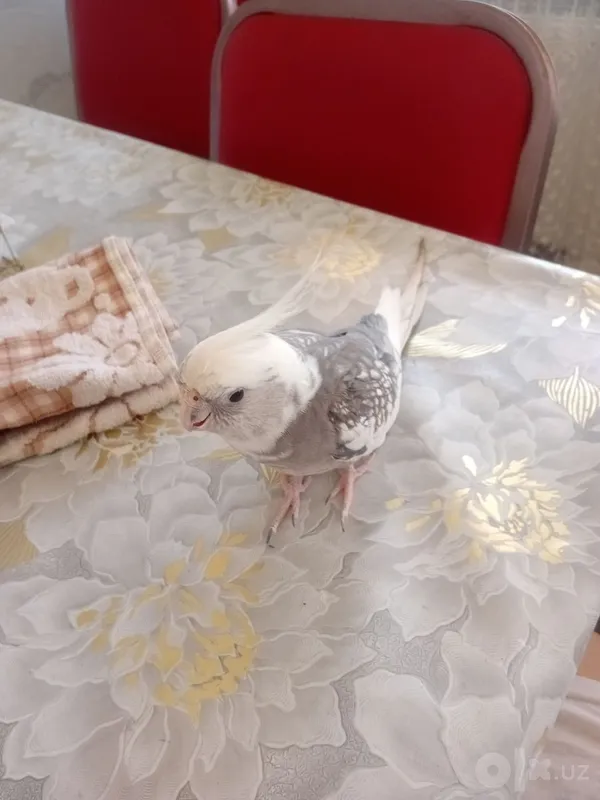 Gapiradigan Pokiston Karellosi 2 Gapiradigan Pokiston Karellosi 2