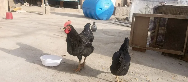 Qora tovuq tuxum juja