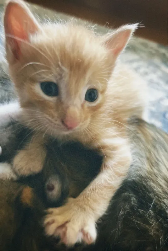 Кошка рыжые домашние 1 Кошка рыжые домашние 1