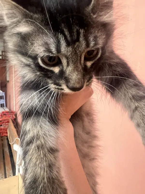 Котята в добрые руки, Ласковые и игривые котята ,Домашние котята 3 Котята в добрые руки, Ласковые и игривые котята ,Домашние котята 3