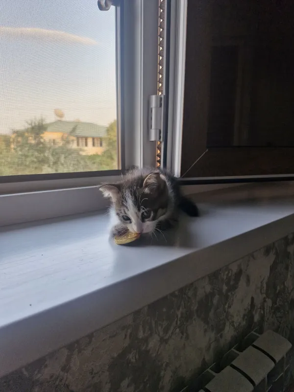 Отдам котят в добрые руки 5 Отдам котят в добрые руки 5