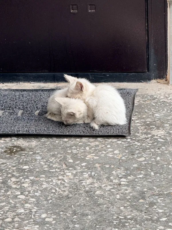 СРОЧНО!! Отдам в добрые руки очаровательных котят — фото 1
