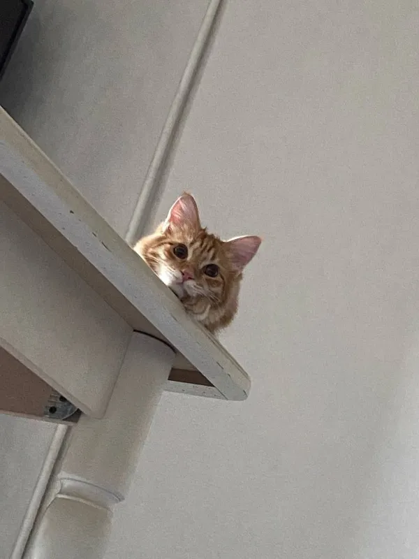 Шотландская прима ухая кошка — фото 1