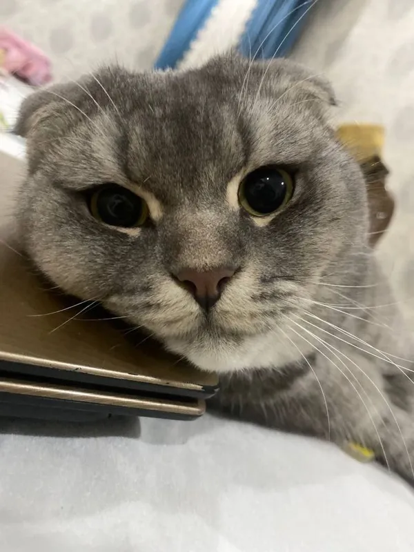 Ищем жену для нашего кота