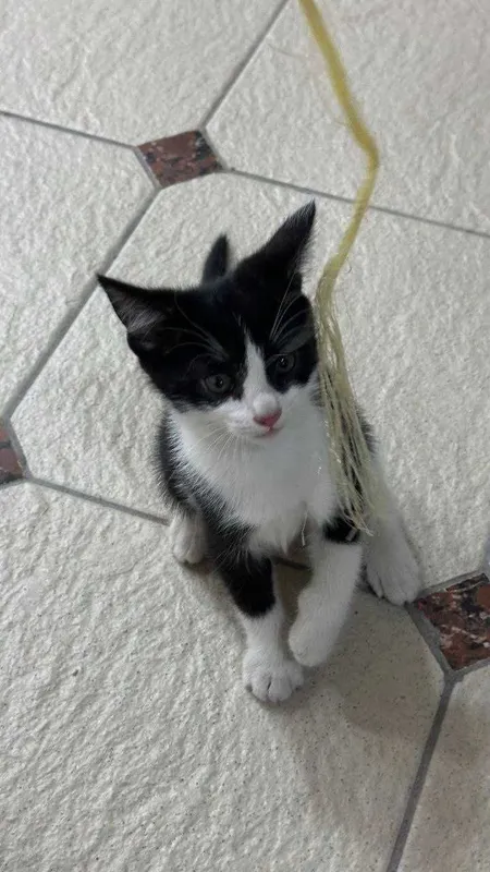 Котята. Mushukchalar 5