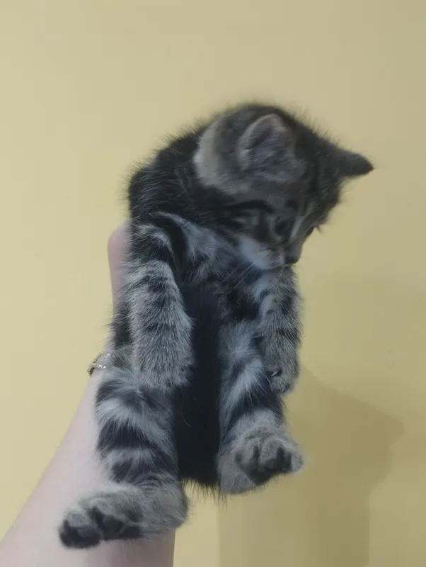 Ona bola mushuklar 4