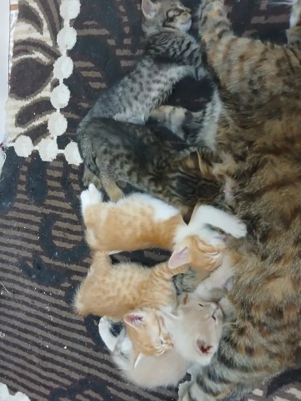 Котята Даром 5 шт — фото 1