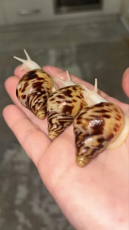 Retikulyata albinos 4-4,5 sm ideal — фото 1