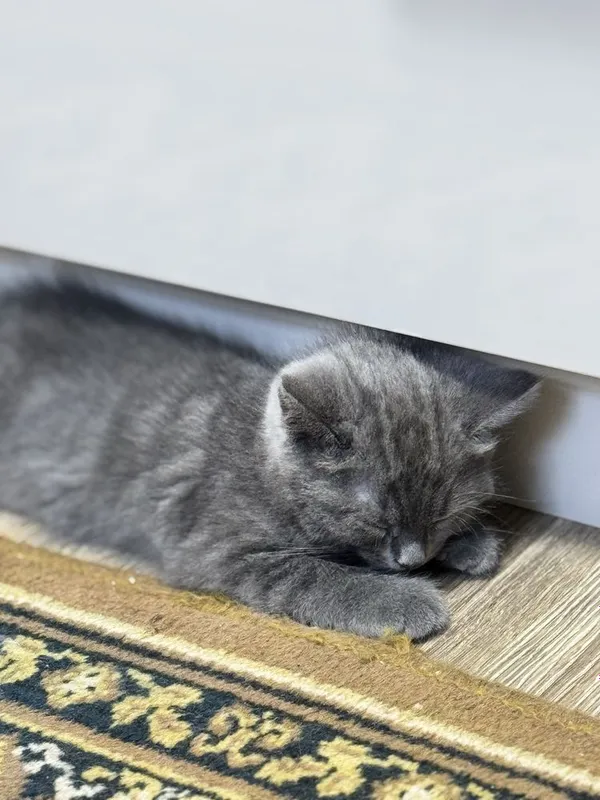 Mushuklarimiz sotuvda British Shorthair 5 Mushuklarimiz sotuvda British Shorthair 5