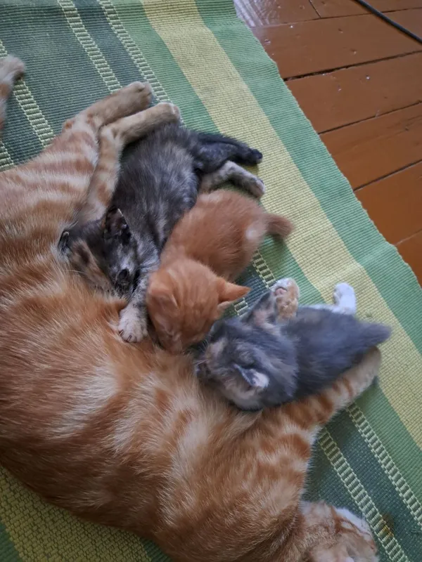 Отдадим котят в добрые руки 3 Отдадим котят в добрые руки 3