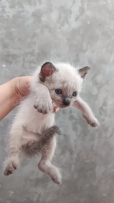Котята сиамской породы (1 месяц) 6 Котята сиамской породы (1 месяц) 6
