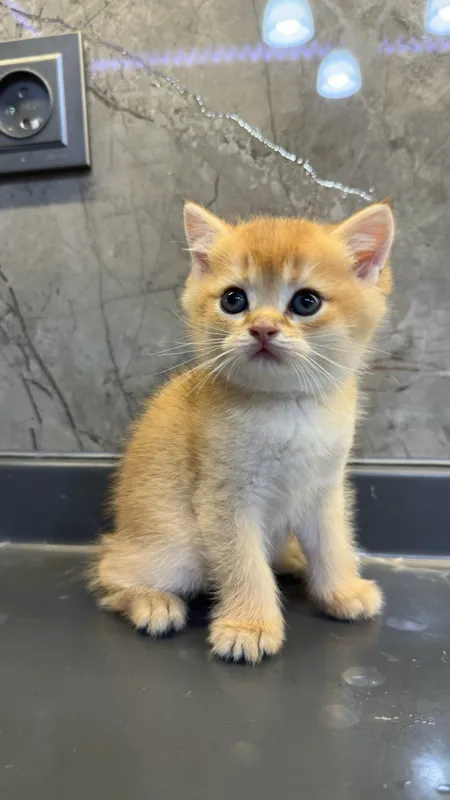 Кошки 1 Кошки 1
