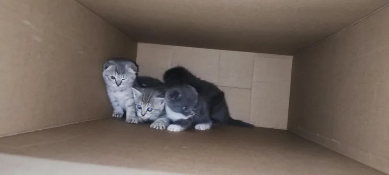 Срочно продаются Скоттиш Фолд и Скоттиш Страйт — фото 3