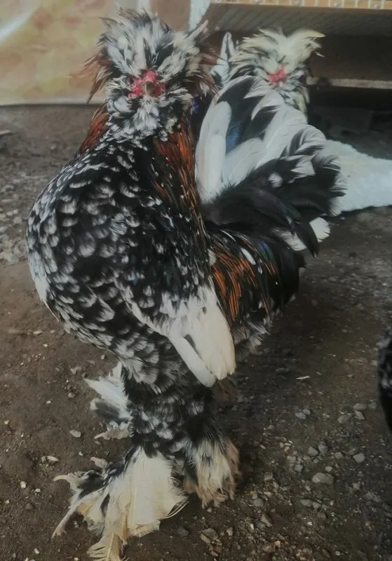 Продам петуха корейской породы. Тройка. — фото 2