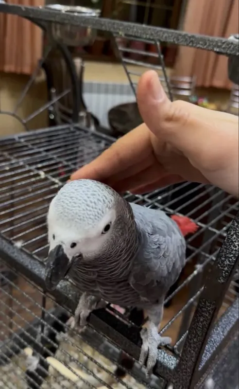 Говаряший Попугай Jako 1