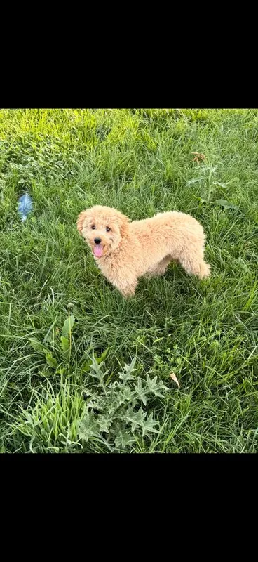 Мальтипу 8 месяцев 1 Мальтипу 8 месяцев 1