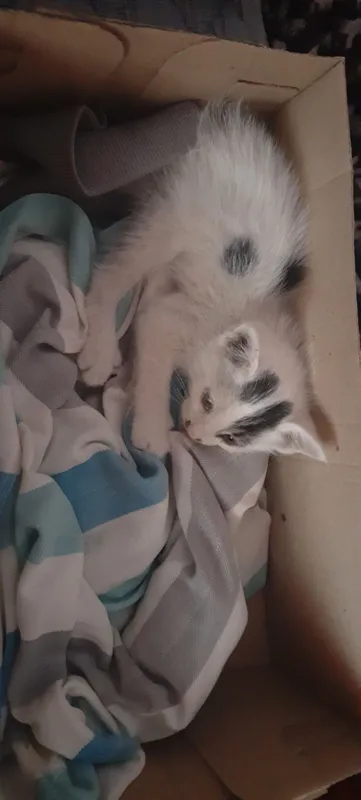 катенок 1 катенок 1