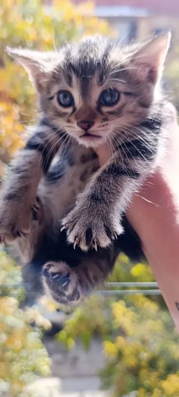 отдам даром котят 4