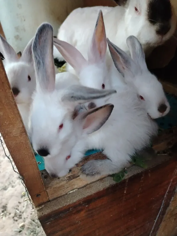 Quyon bolalari sotiladi