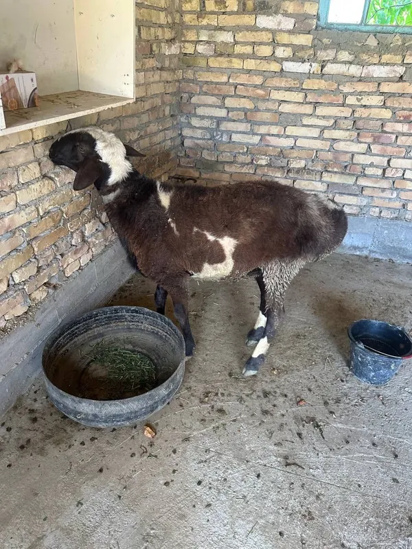 Uyda yaxshi boqilgan qo‘ylar arzon narxlarda sotiladi.Yana kelishiladi — фото 4