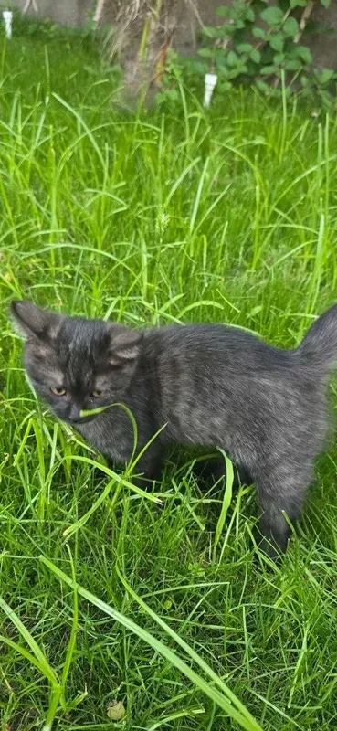 Кошка Scottish Straight — фото 1