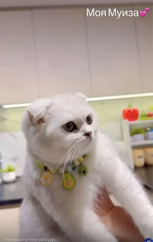 Золотая Шиншилла — фото 6