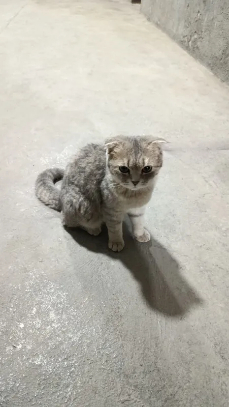 Mushuk scottish fold — фото 1