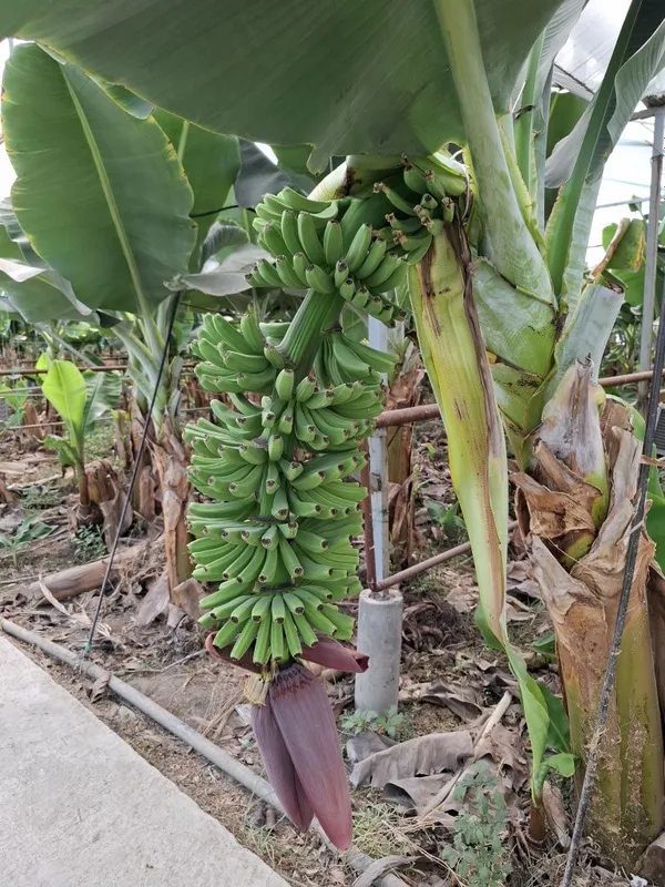 Banan kuchatlari niholi, Росток банана, Банан кучати нихоли 3 Banan kuchatlari niholi, Росток банана, Банан кучати нихоли 3