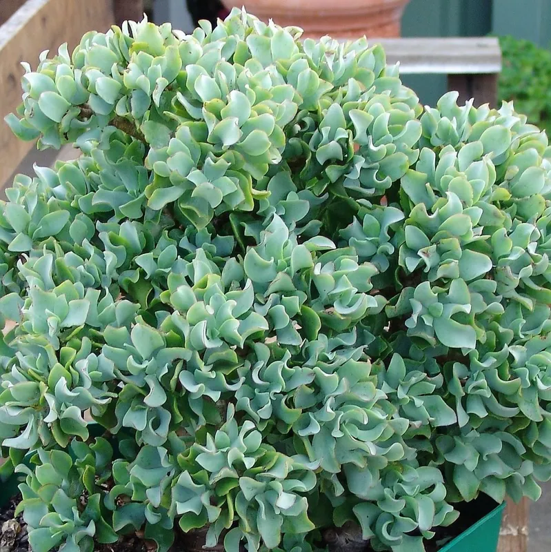 Крассула древовидная (Crassula arborescens undulatifolia) / Толстянка — фото 2