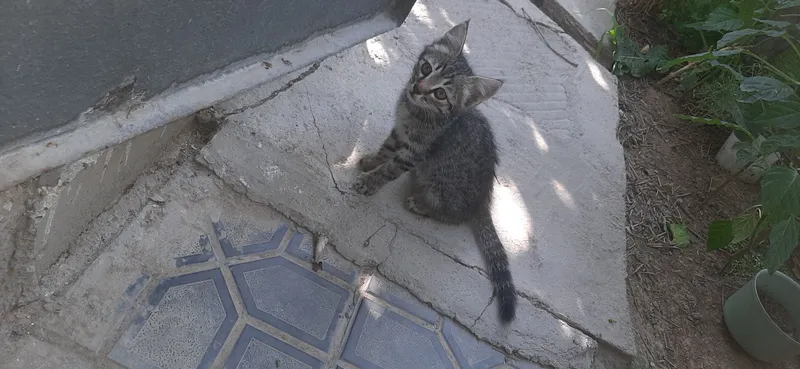 Продаётся котята 4