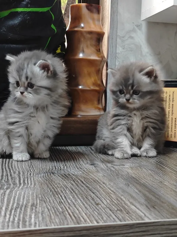Британцы котята продаются — фото 3
