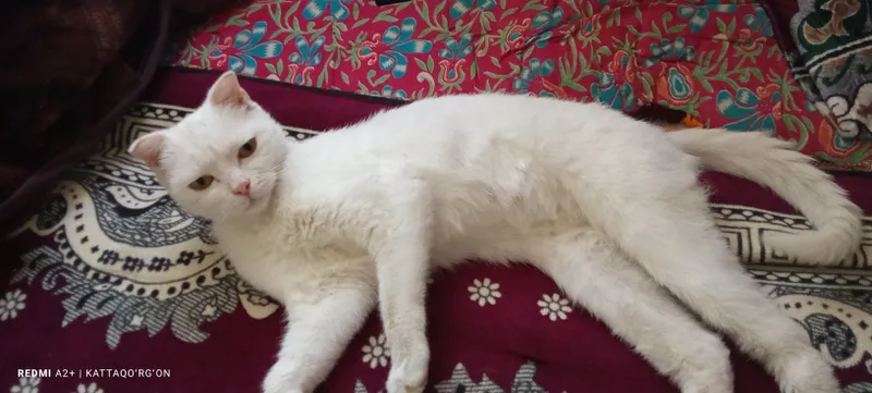 Toza zotli mushuk scottish fold oq rangli 2 Toza zotli mushuk scottish fold oq rangli 2