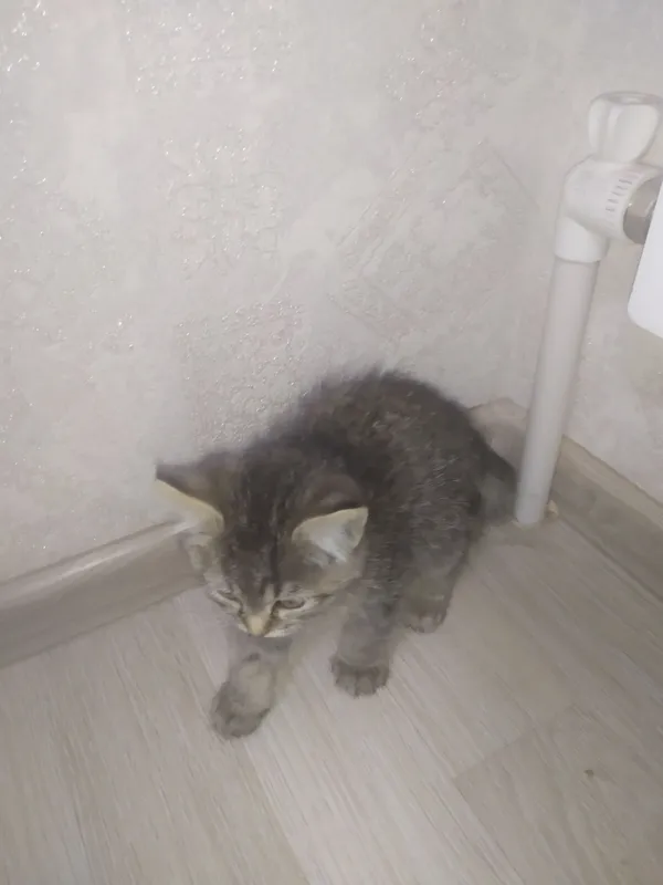 Котята 9