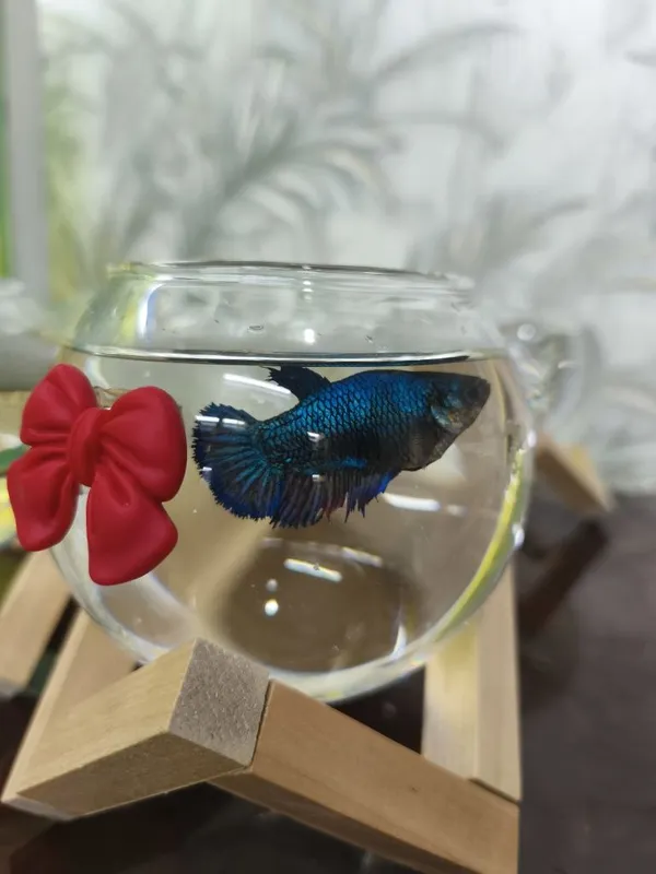 Akvariyum baliki bilan birga 70 ming sum — фото 3