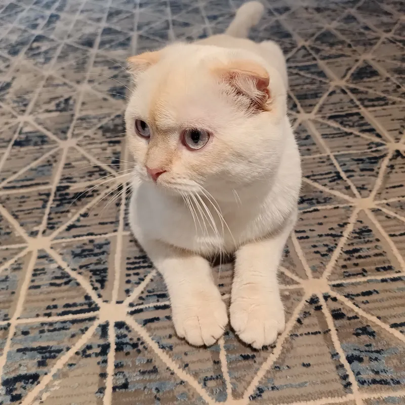 Породистая кошка 2